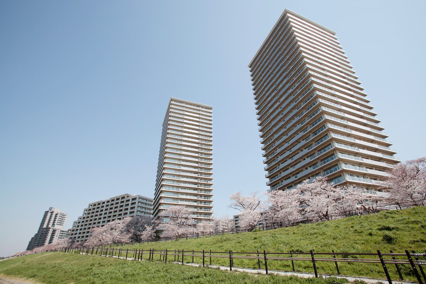 下丸子高規格堤防サクラ